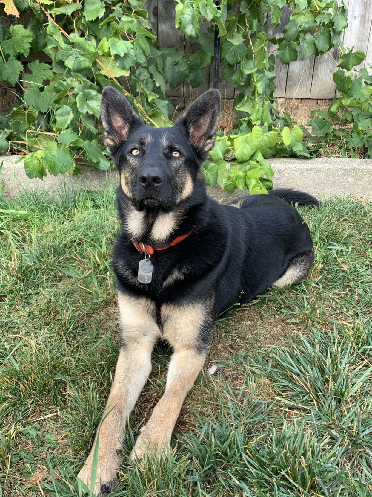 Sierra